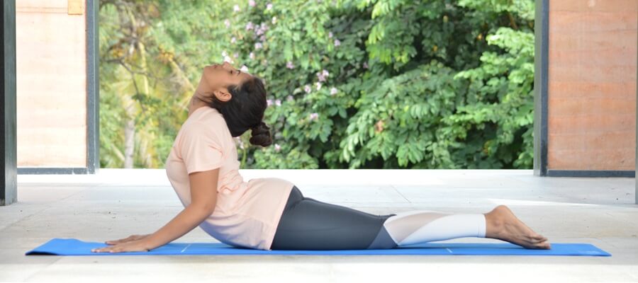 Bhujangasana cobra pose - inline