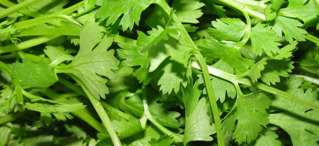 Coriander leaves