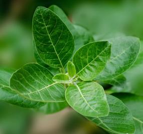 Benefits of Ashwagandha