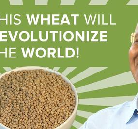 This wheat will revolutionize the world