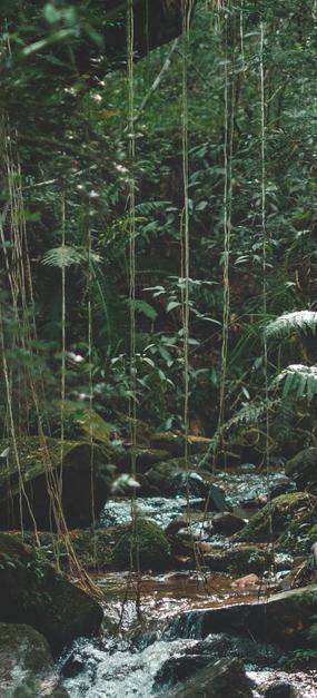 Social Impact River flowing through Jungle