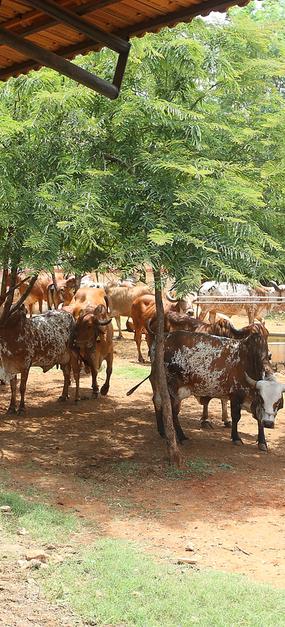 Social Impact - Sri Sri Gaushala group of indigenous cows