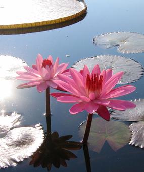 Meditation and the Consciousness - Pink lotus flower