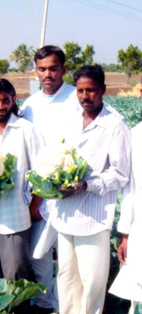 Social Impact - Organic Farming - Cauliflower field